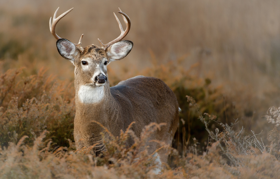 White-Tailed Deer