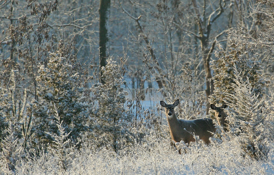 White-Tailed Deer