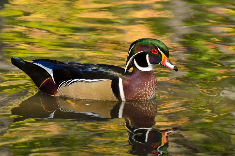 Le Canard branchu