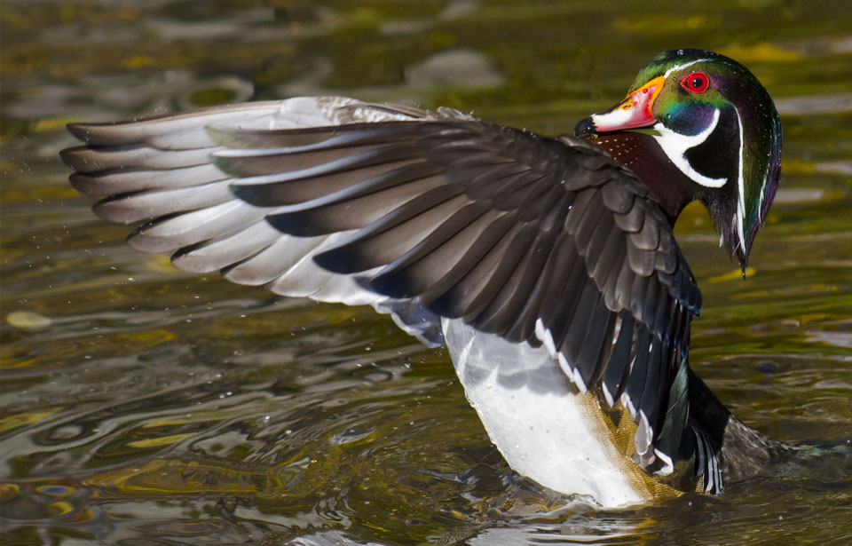 Wood Duck