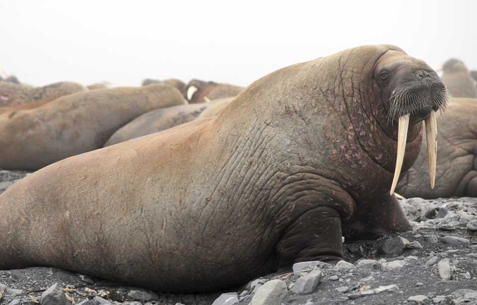 Atlantic walrus