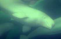 Beluga