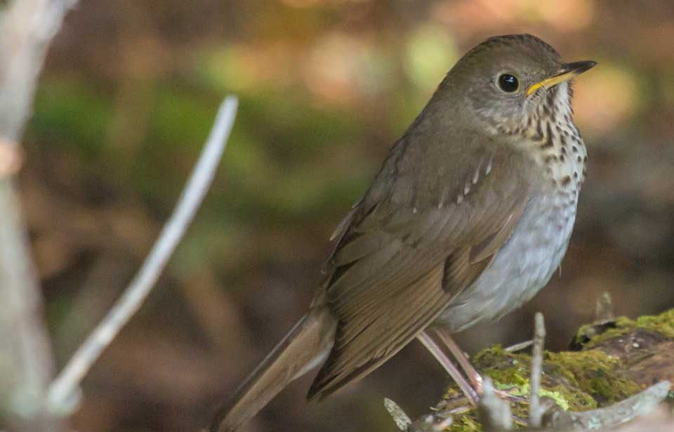 Bicknell's Thrush