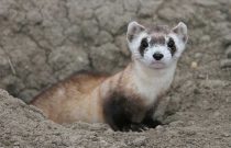 Black-footed Ferret