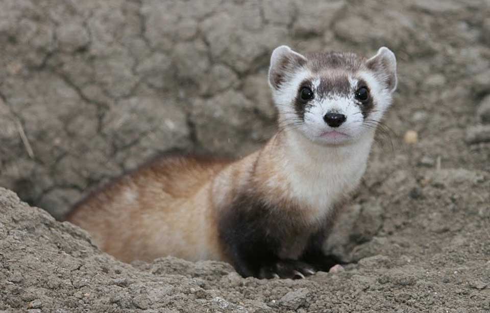 Black-footed Ferret