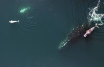 Bowhead Whale, calf and belugas