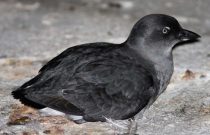 Cassin's Auklet