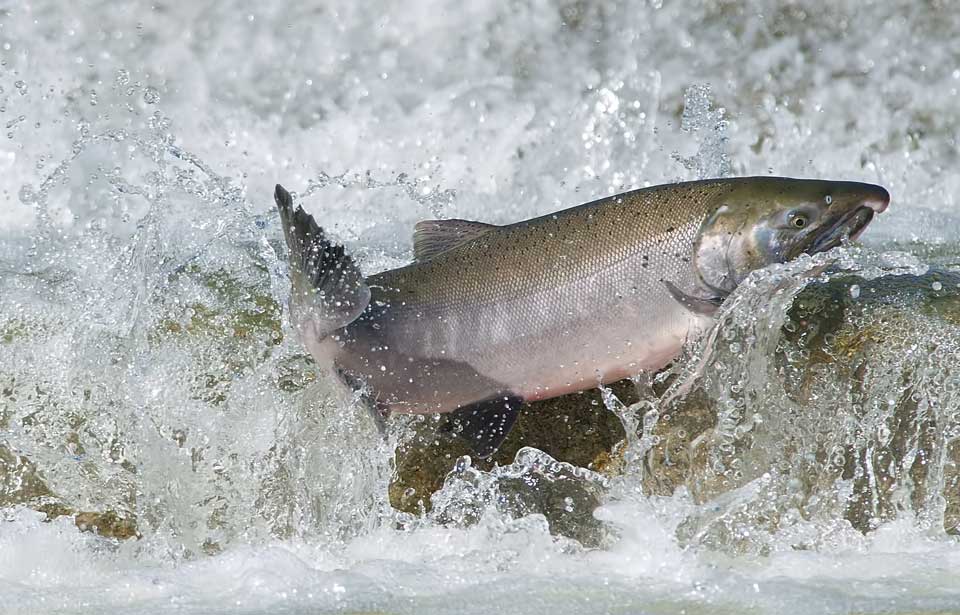 Coho Salmon