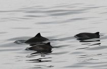 Harbour Porpoise