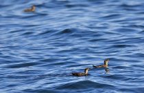 Marbled Murrelet