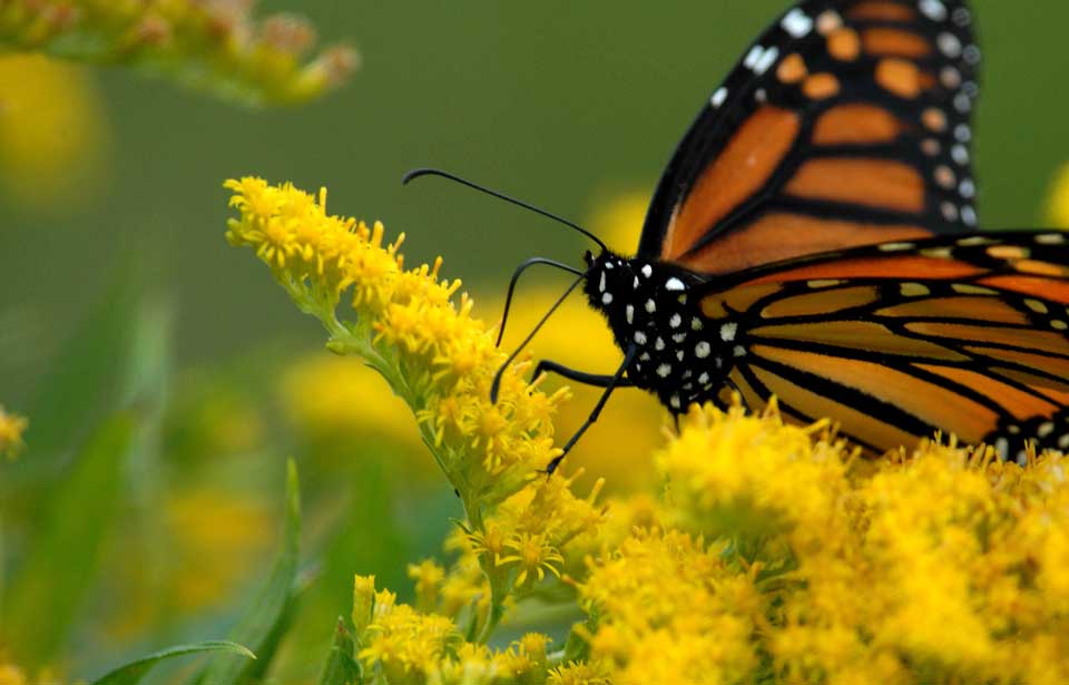 Monarch Butterfly