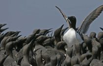 Murres Guillemot