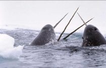 Narwhal