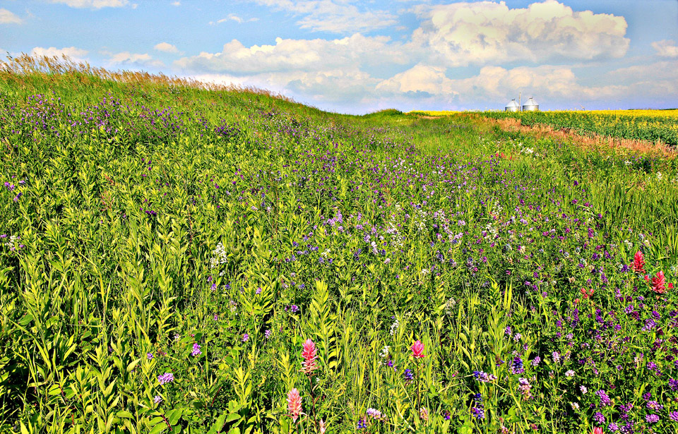 Prairies