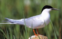 Roseate Tern