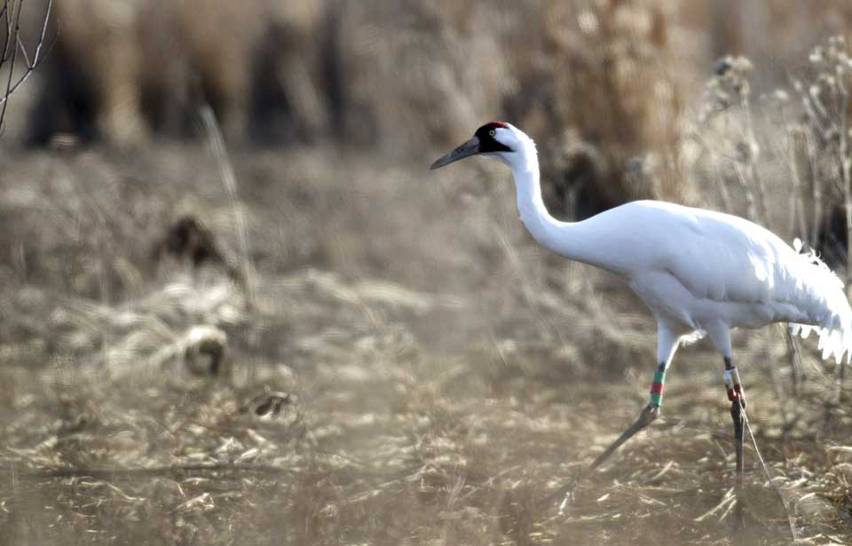 Whooping Crane