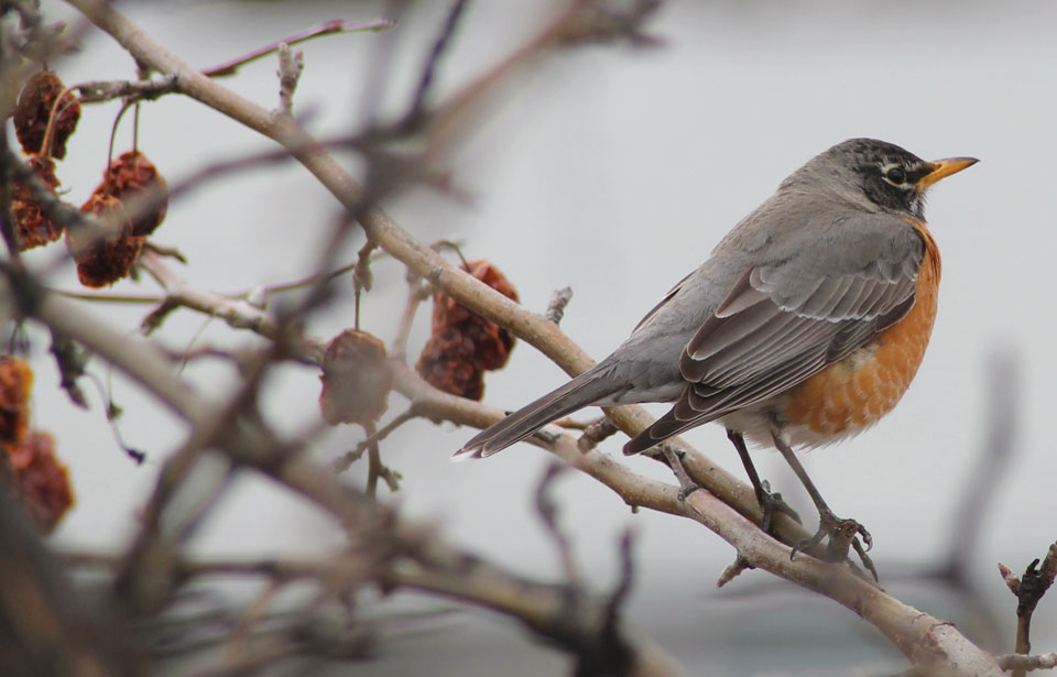 American Robin