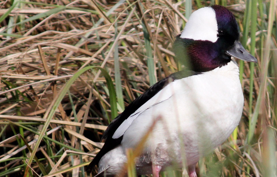 Bufflehead