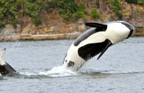 Killer Whale