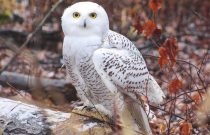 Snowy Owl