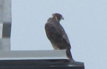 close-up-PFalcon-June-09-Old-Montreal