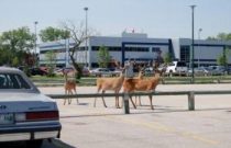 deer-in-the-parking-lot