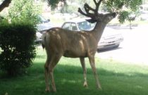 deer-on-lawn