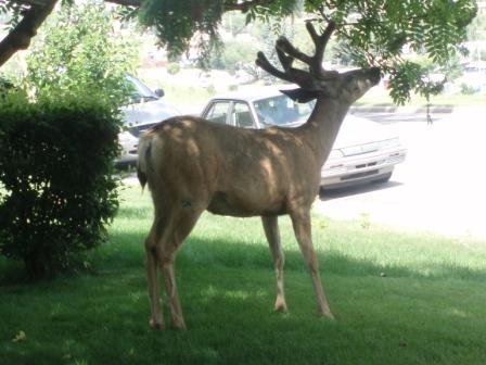 deer-on-lawn