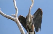 Great-Blue-Heron