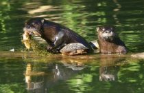 Otters-08-13-07-1