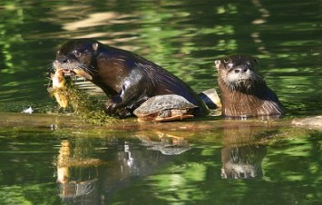 Otters-08-13-07-1