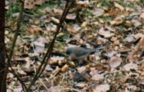 Pink-sided-Junco-Pix-2