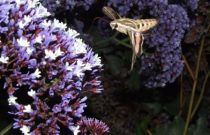 Sphinx-Moth-2