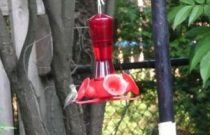 Various-hummingbird-005