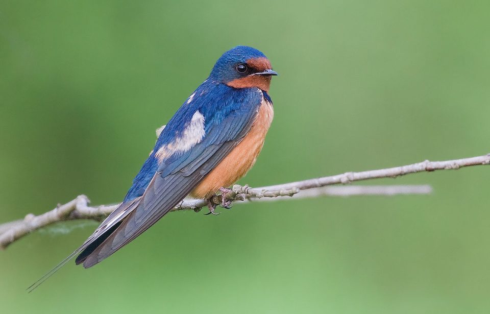 Barn Swallow