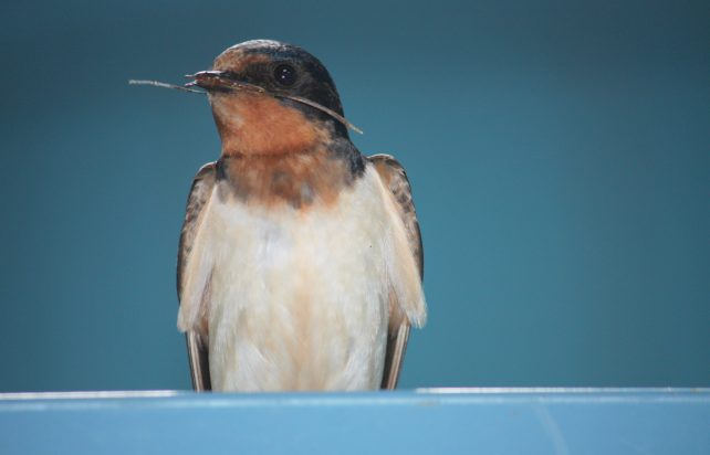 Barn Swallow