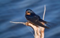 Barn Swallow