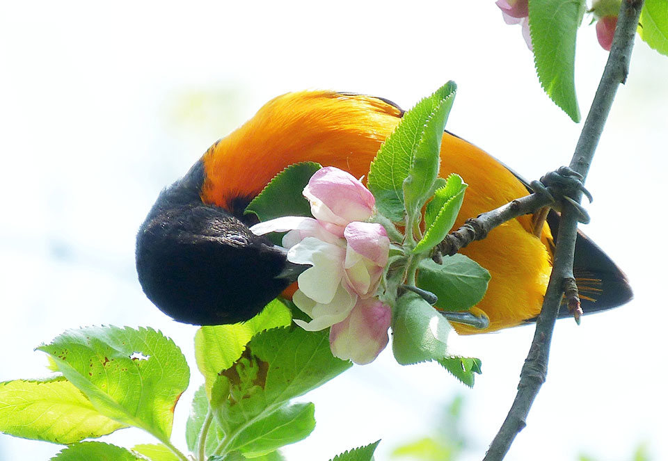 Oriole du Nord