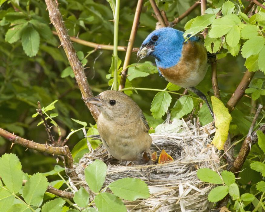 Lazuli bunting (photo by Scott Calderwood)