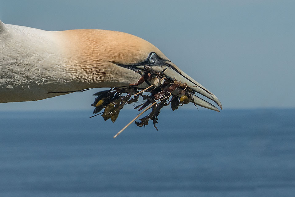 Northern Gannet (photo by Sylvia Rourke)