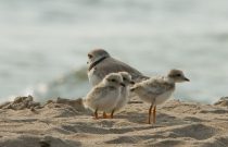 Piping-Plover