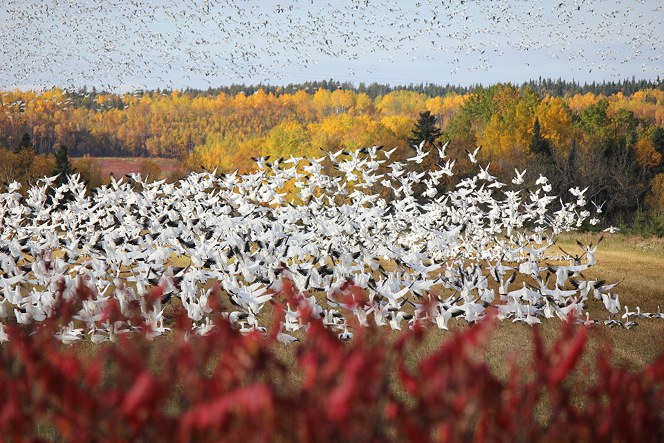 Snow Goose (photo by Danny Gagnon)