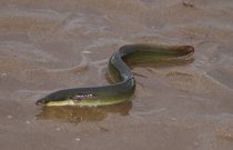 American Eel