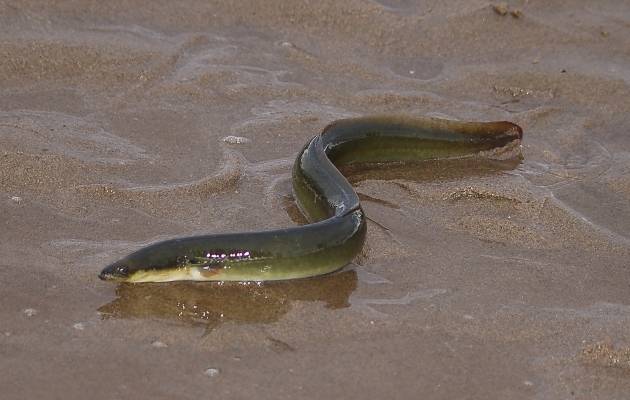 American Eel