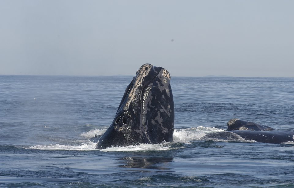 North Atlantic Right Whale