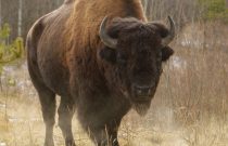 American Bison