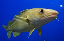 Atlantic Cod