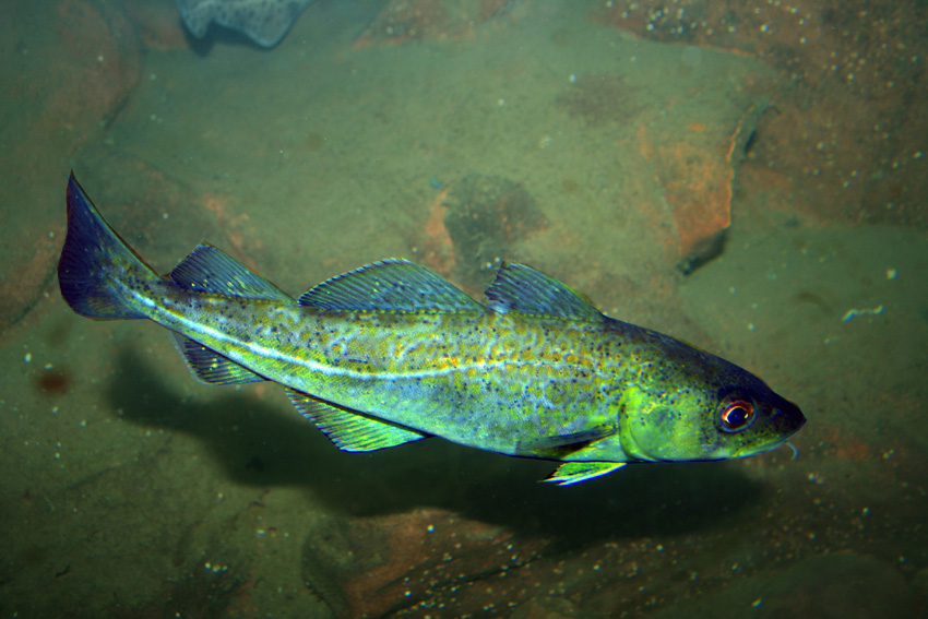 atlantic cod feeding