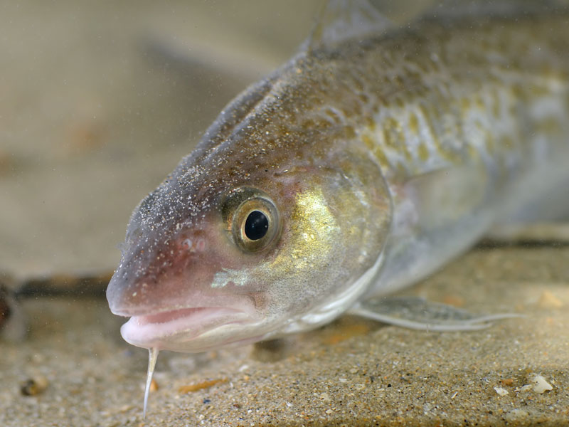 atlantic cod breeding