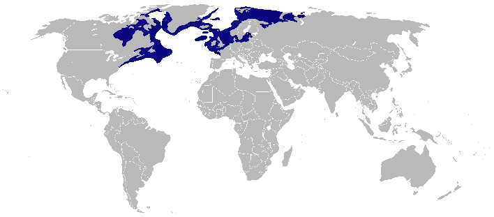 atlantic cod distribution